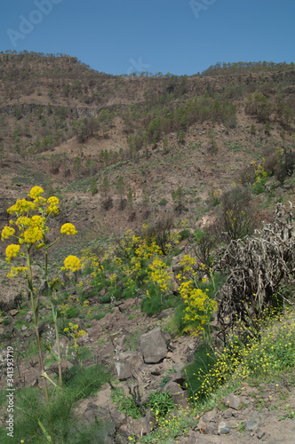 Landscape with plants of Ferula linkii in flower. The Nublo Rural Park and Integral Natural Reserve of Inagua. Gran Canaria. Canary Islands. Spain. photo