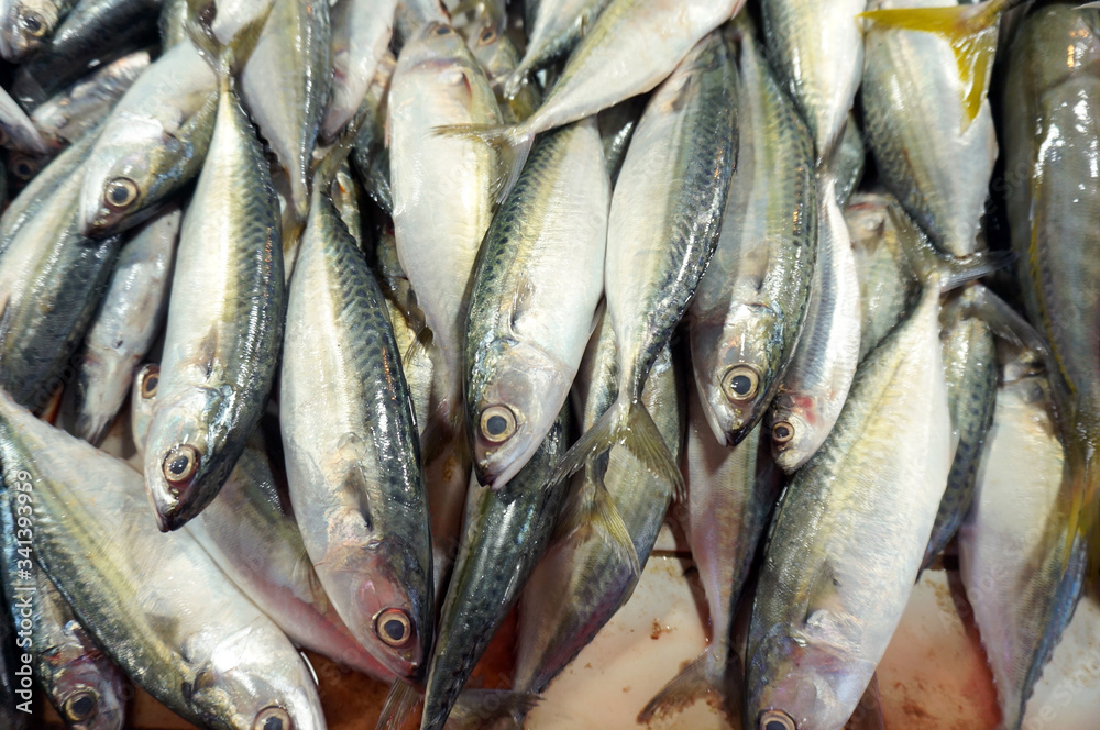 Mackerel or Kembung (Indonesia),this fish has a higher nutritional content and a more affordable price than salmon. Mackerel or Kembung (Indonesia),this fish has a higher nutritional content and a more affordable price than salmon.