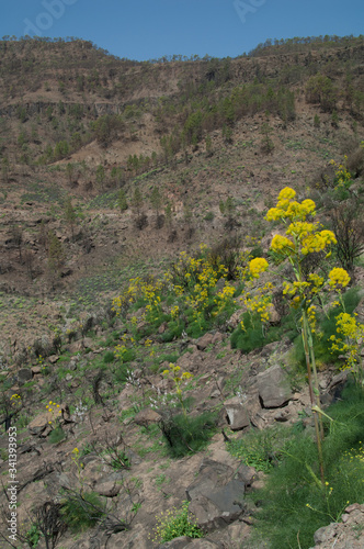 Landscape with plants of Ferula linkii in flower. The Nublo Rural Park and Integral Natural Reserve of Inagua. Gran Canaria. Canary Islands. Spain. photo