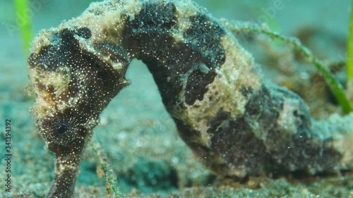 seahorse on ocean floor underwater close up photo