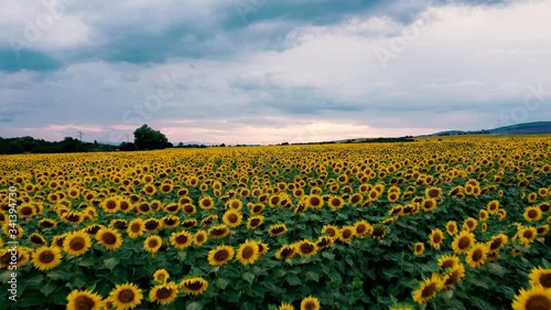 Flying Over the Fields of Blooming Sunflowers.