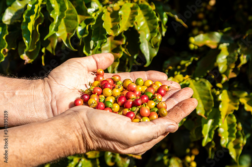A person's hand holding coffee beans on the tree