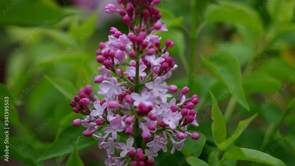 lilac bush in green leaves, purple lilac flowers in spring lilac bush in green leaves, purple lilac flowers in spring