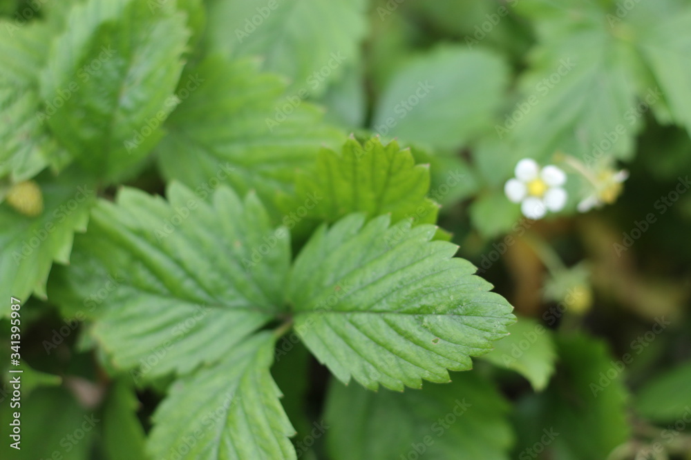 Poziomka Fragaria Poziomka Fragaria