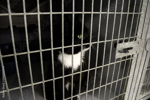 Photography Cat locked cage