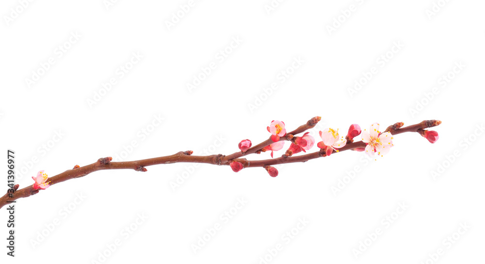 Flowering branch of apricot.