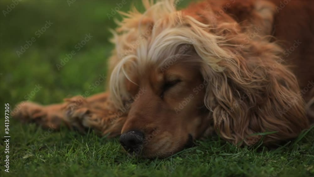 sad cocker Spaniel dog lying on grass ready to sleep sad cocker Spaniel dog lying on grass ready to sleep
