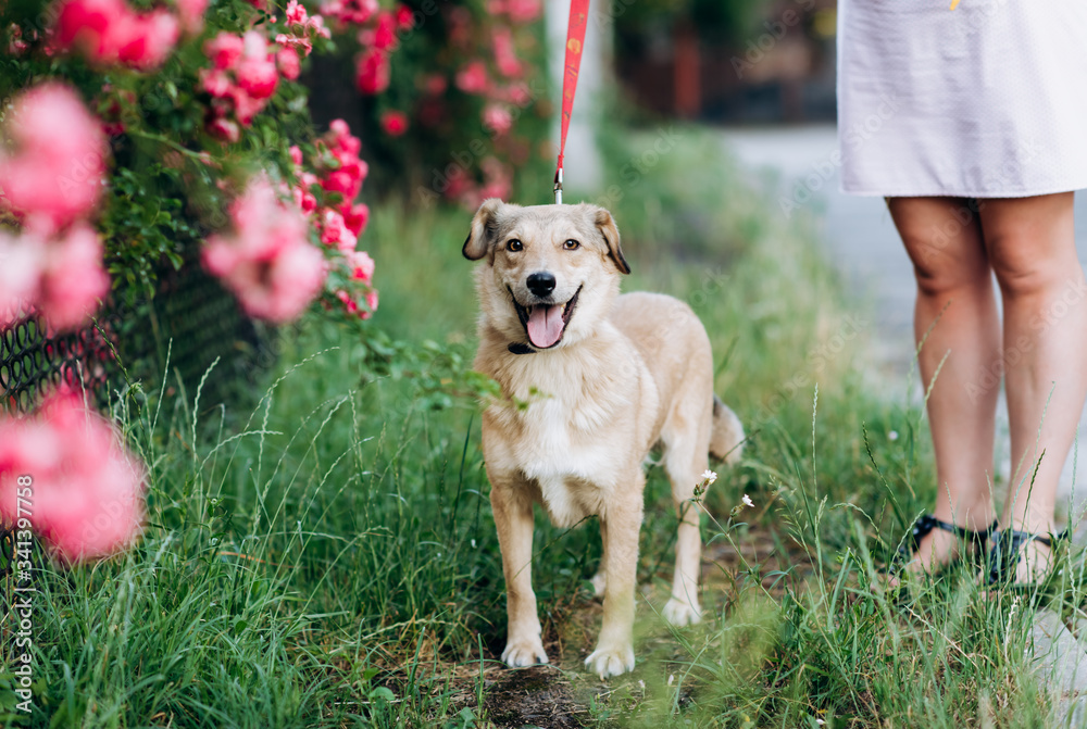 golden retriever dog