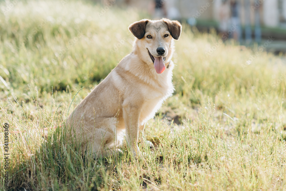 golden retriever dog golden retriever dog