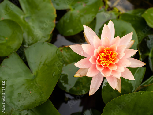 Beautiful pink lotus flower Water plants planted in a pond in a pot.