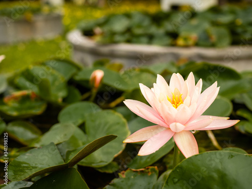 Beautiful pink lotus flower Water plants planted in a pond in a pot.