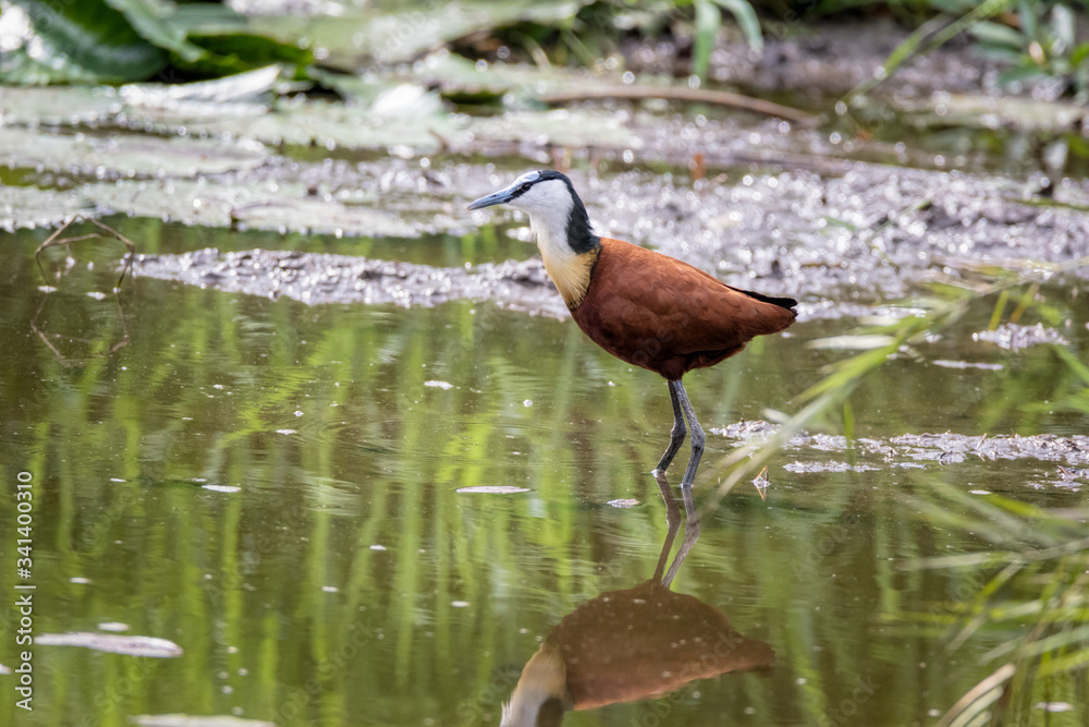 African Jacana bird shallow water African Jacana bird shallow water