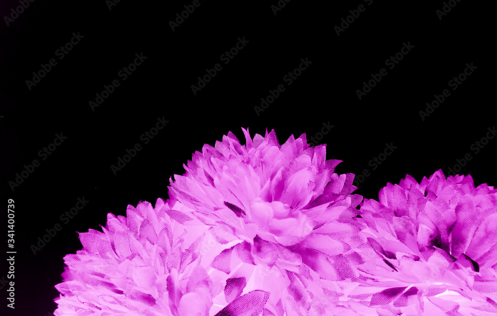 Beautiful abstract color blue and purple flowers on black background and pink graphic pink flower frame and pink leaves texture, purple background, colorful graphics banner, pink background Beautiful abstract color blue and purple flowers on black background and pink graphic pink flower frame and pink leaves texture, purple background, colorful graphics banner, pink background