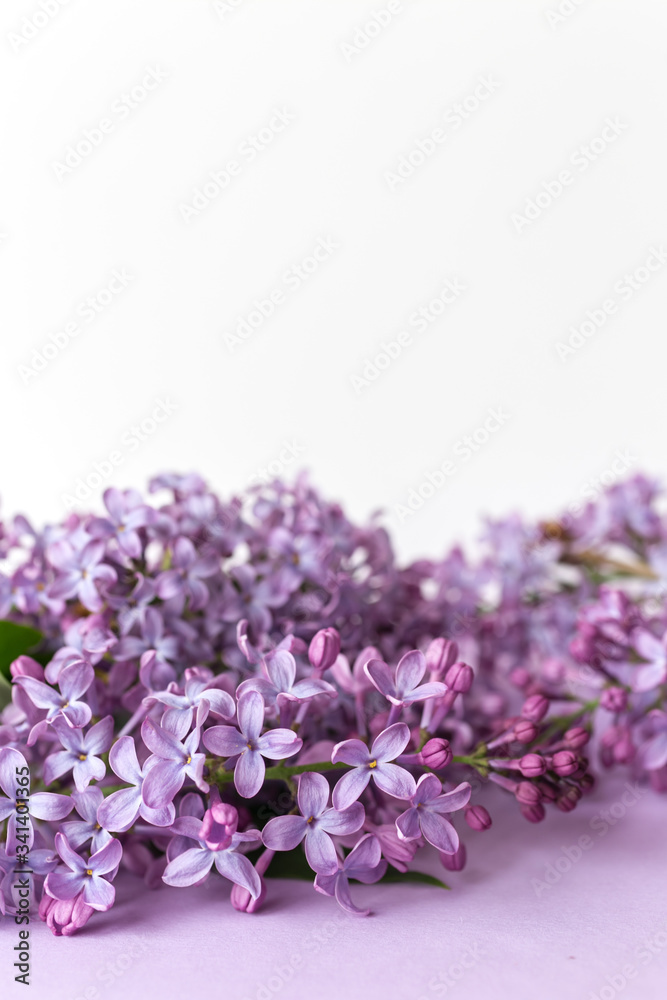 Spring flower, twig purple lilac on white and purple background. Selected focus. Vetical. Syringa vulgaris.