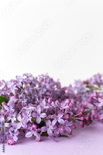 Spring flower  twig purple lilac on white and purple background. Selected focus. Vetical. Syringa vulgaris.