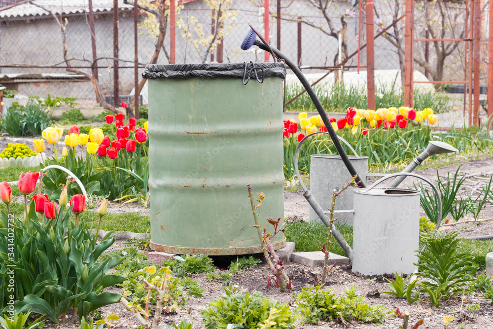 
spring garden, blooming tulips, barrel and watering cans for watering in the garden