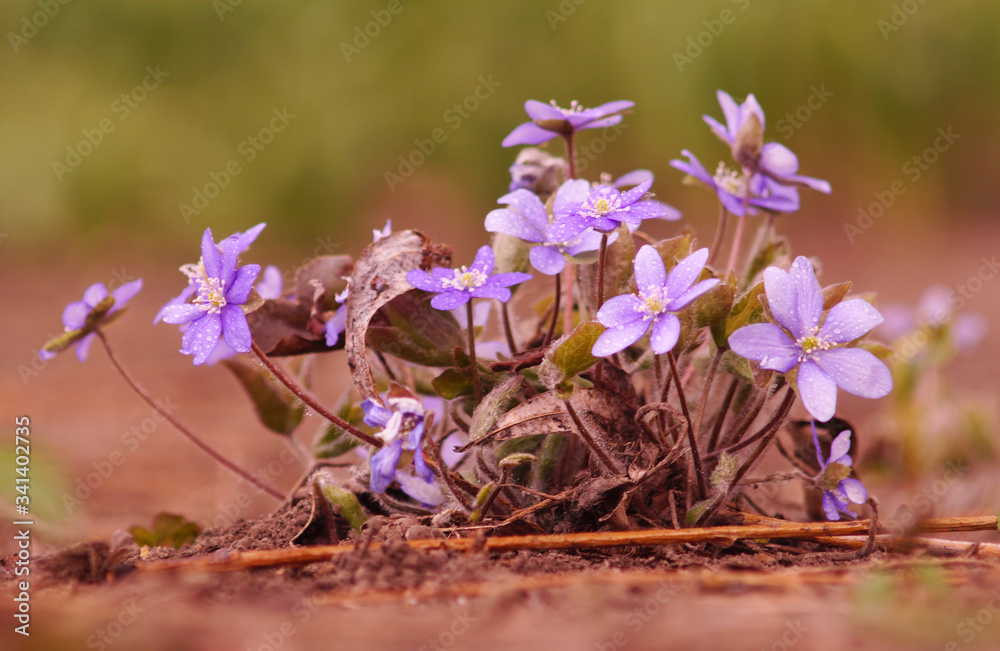 First spring flowers in rainy day