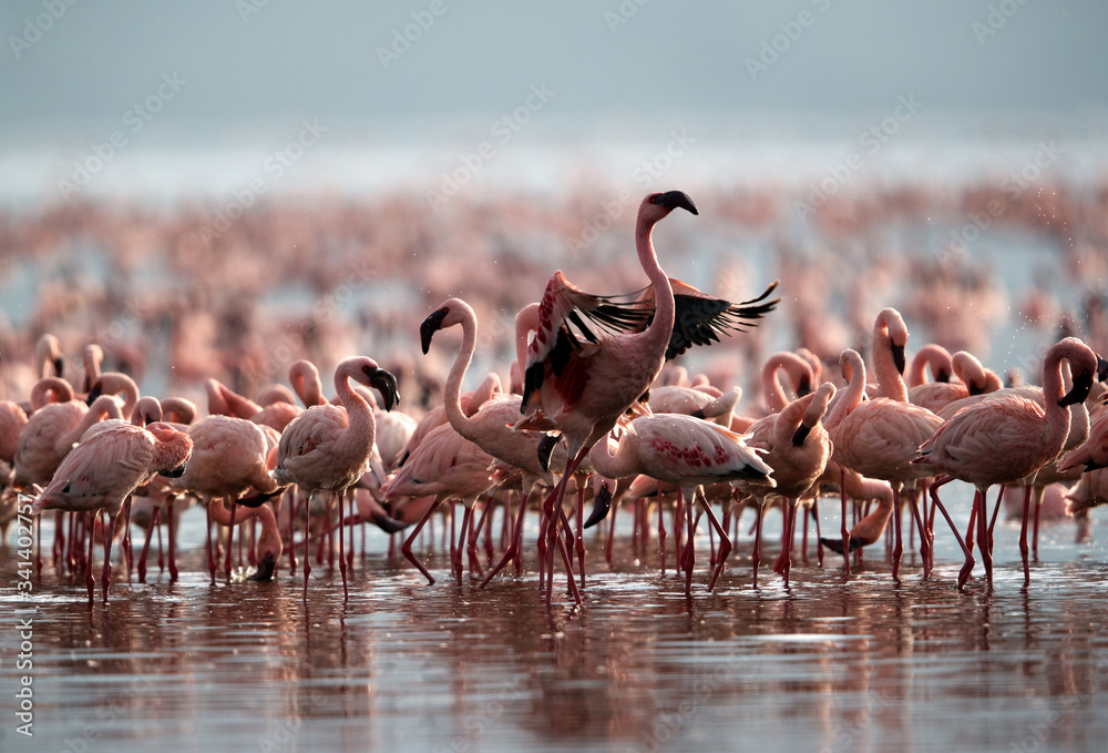 A flock of Lesser Flamingos, Bagoria lake, kenya