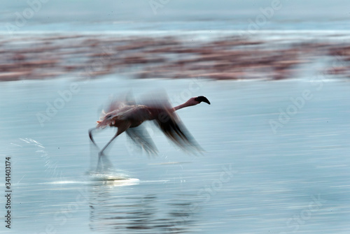 Lesser Flamingo taking flight at Bagoria Lake, Kenya, a panning shot. photo