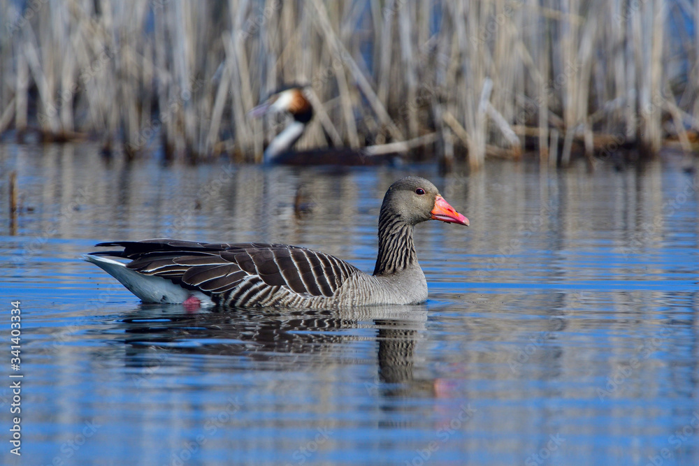 Fototapeta premium Graugans in der Morgensonne