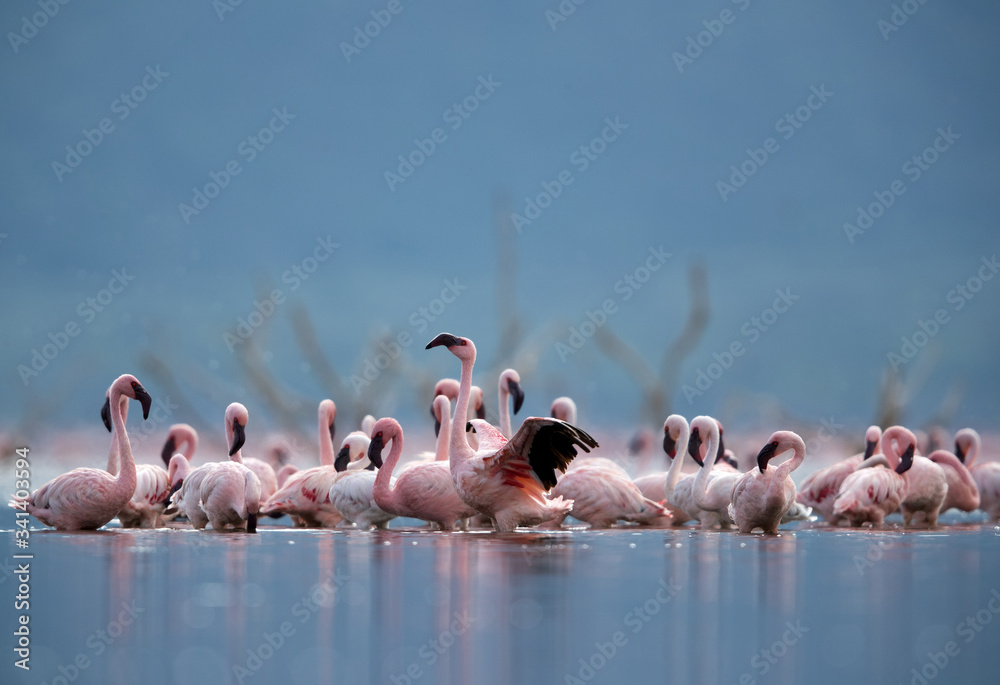 Lesser Flamingos, Kenya