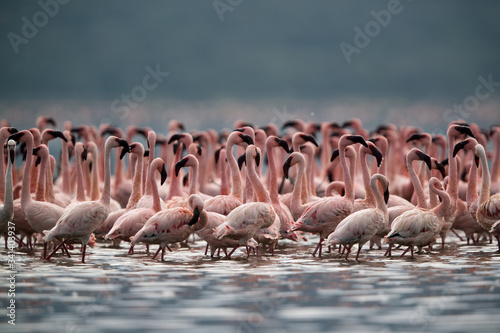 Lesser Flamingos ate Bagoria Lake, kenya photo