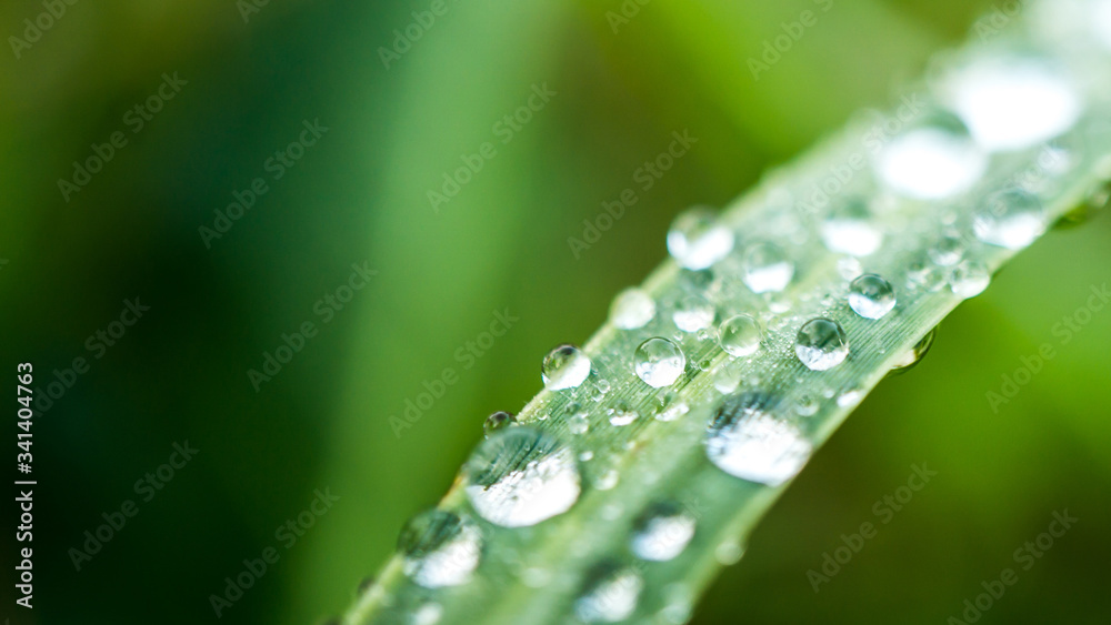 Powerful 4K Wallpaper. Relaxing with nature. A beautiful morning dew hang on green branch. Powerful 4K Wallpaper. Relaxing with nature. A beautiful morning dew hang on green branch.