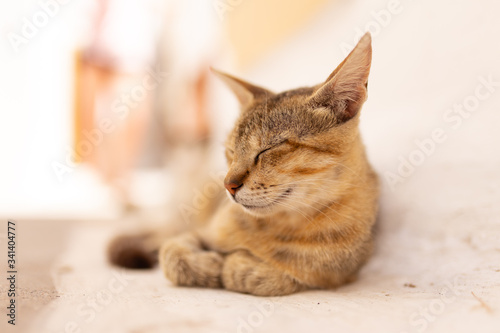 Fototapeta Naklejka Na Ścianę i Meble -  Stray cat on an island in Greece resting on the street