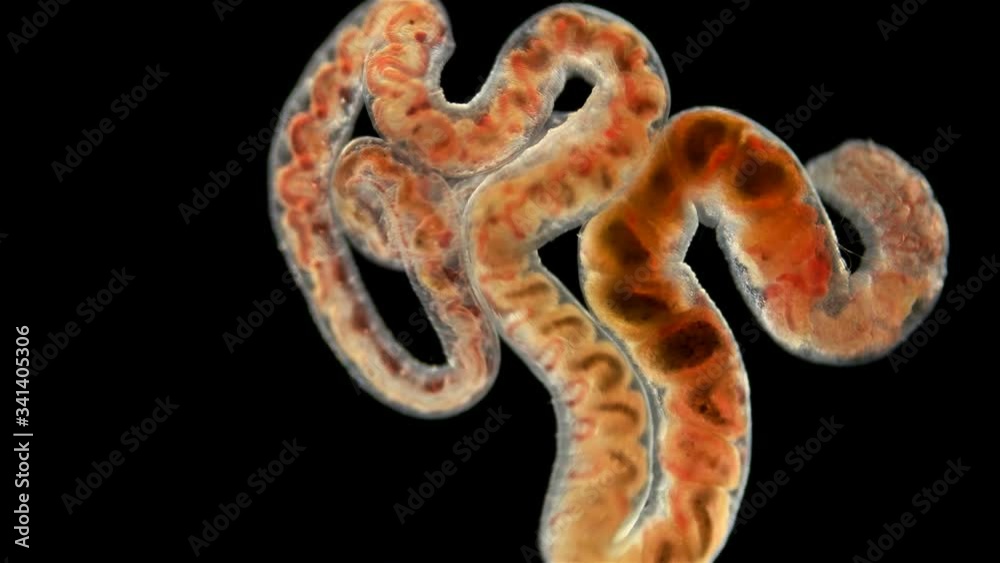 Tubifex worm under a microscope,Oligochaeta the Naididae family, type Annelida, lives on the bottom of reservoirs, in polluted streams and rivers, feeds on decaying particles, found at the bottom of