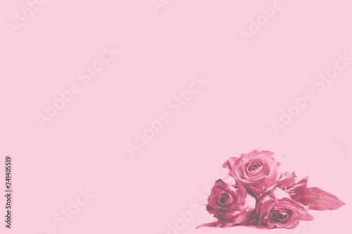 Pretty Flower to the Side of a Pink Background for Wedding or Valentines