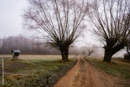 Stara droga, stare wierzby. Szosa Kruszewska. Dolina Narwi. Narwiański Park Narodowy. Podlasie, Polska