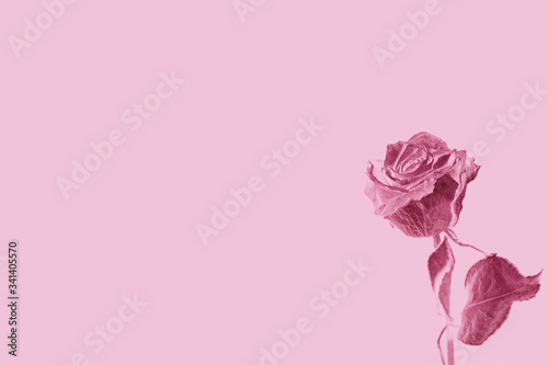 Pretty Flower to the Side of a Pink Background for Wedding or Valentines