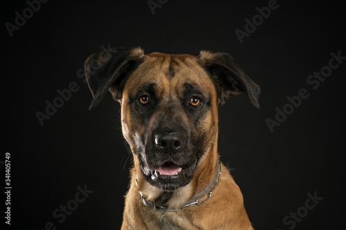 portrait of a dog in studio