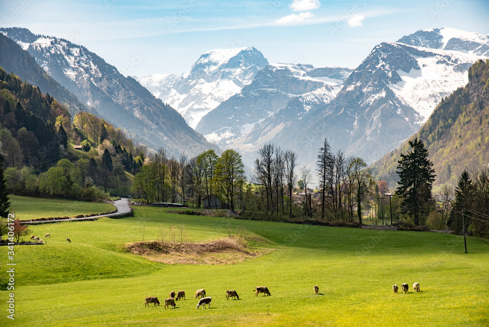 alpine meadow in switzerland