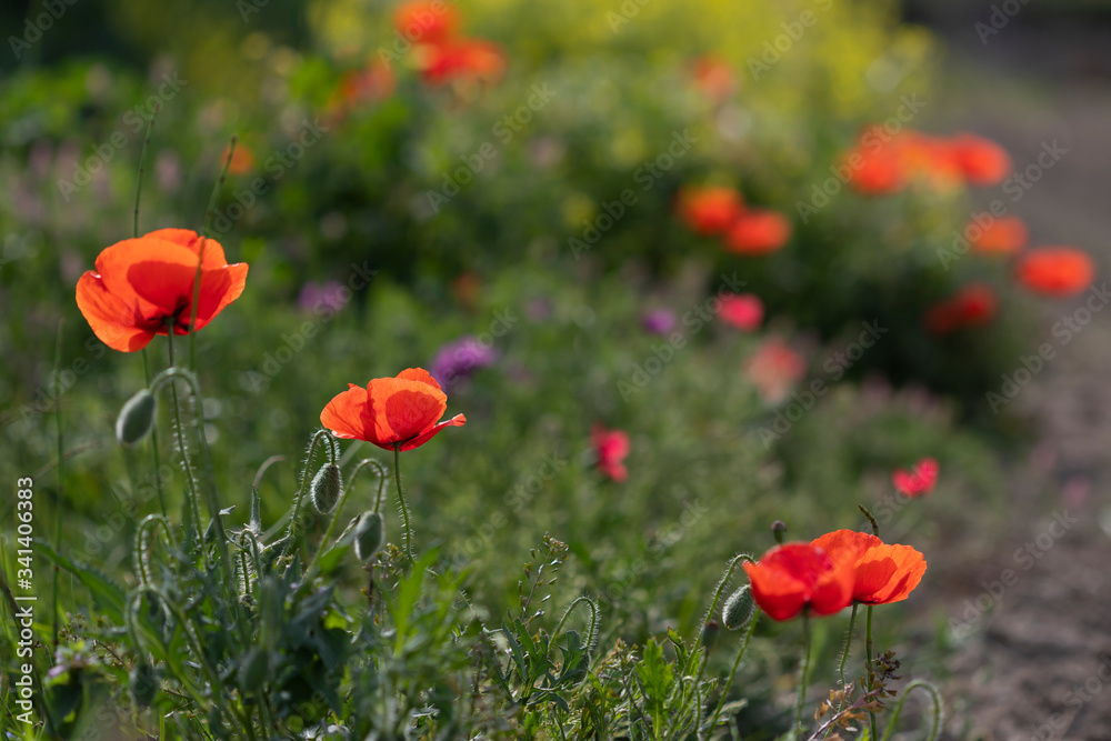 Obraz premium Amapolas en primavera