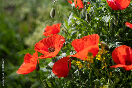 Amapolas en primavera