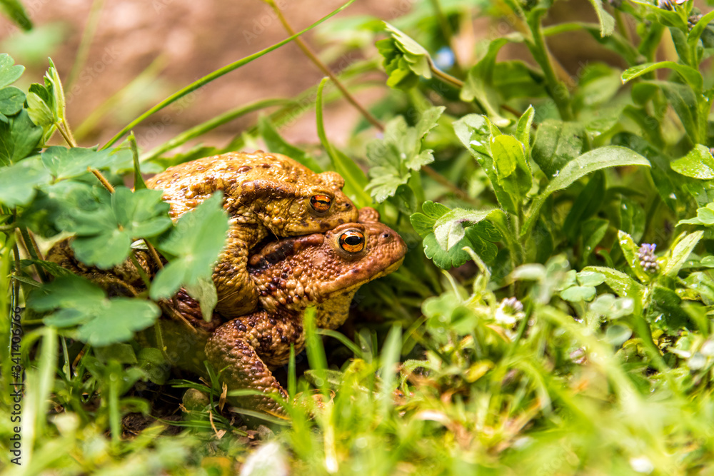 A couple of toads mating in the woods in Diesbach, Switzerland