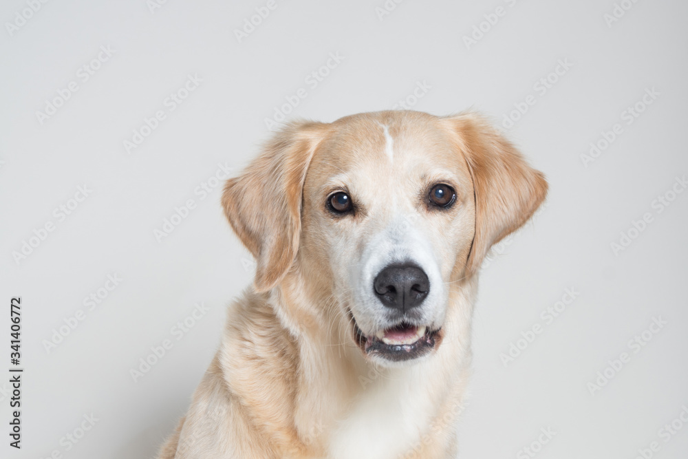 portrait of young golden retriever studio shot portrait of young golden retriever studio shot