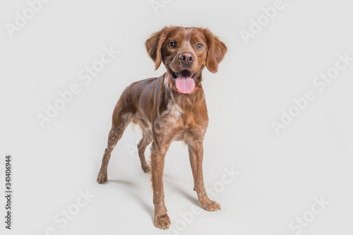 close up portrait of a spaniel