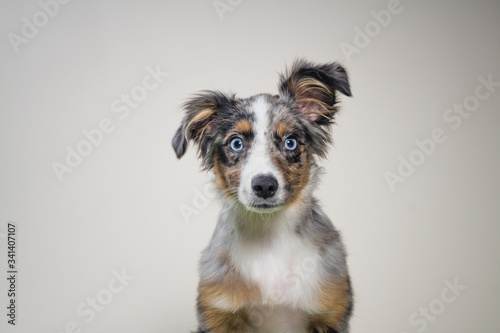 Portrait of young australian shepherd studio shot