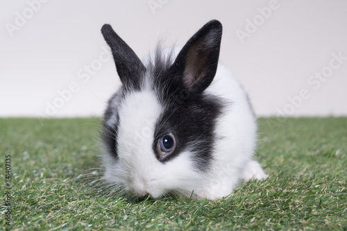 Cute  young husky rabbit  studio shot 