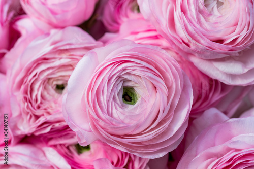 Fototapeta Naklejka Na Ścianę i Meble -  Light pink ranunculus blossoms in soft light