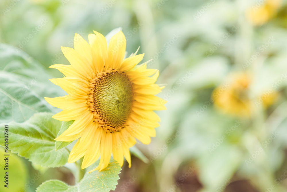 Obraz premium Beautiful yellow sunflower on a green background