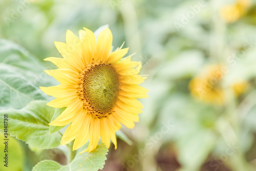 Beautiful yellow sunflower on a green background
