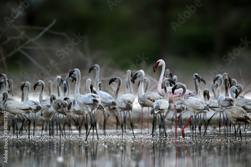 Juveniles and a adult Lesser Flamingos photo