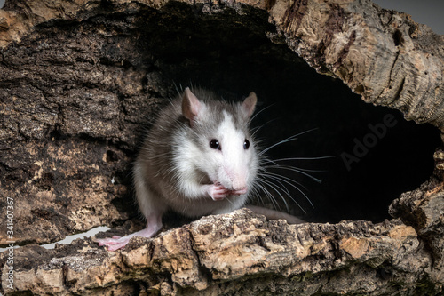 Cute tiny husky rat  studio shot 