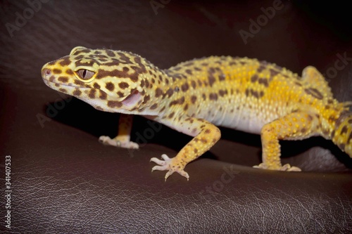 close up view of leopard gecko on leather