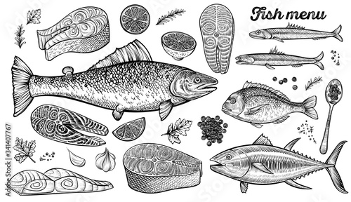 Hand drawn fishes and fish steak, vector illustration. Salmon, dorado, tuna and anchovies with spices, lemon, parsley.