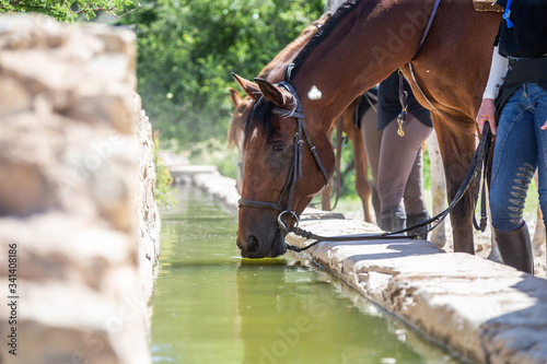 Cheval qui boit à un abreuvoir en pierre en pleine nature