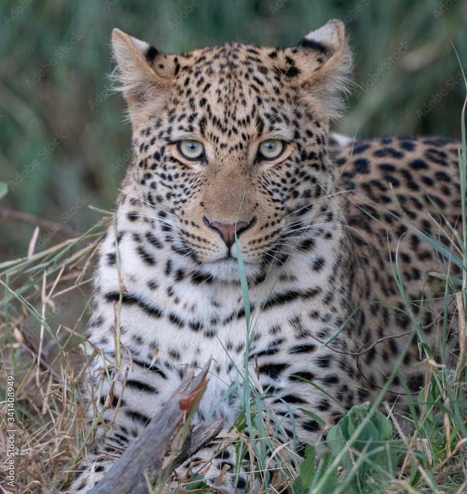 Young leopard (Panthera parts) in bush at the Madikwe Reserve, South Africa Young leopard (Panthera parts) in bush at the Madikwe Reserve, South Africa